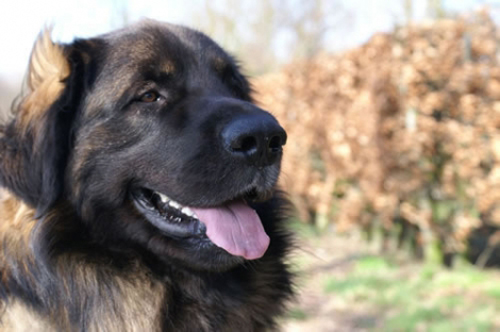 Julius is drie en een half jaar later voor 99 procent genezen